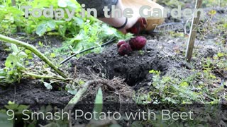 Today in the Garden - 9. Smash Potato with Beet