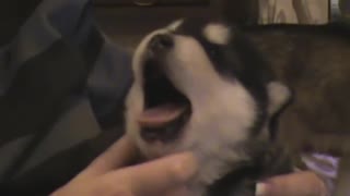 Newborn Alaskan Malamute Puppy Practices Howling