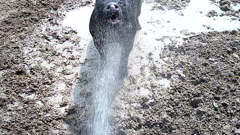Water hose and a Pig