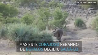 Bufalos enfrentam leões para salvar filhote de elefante