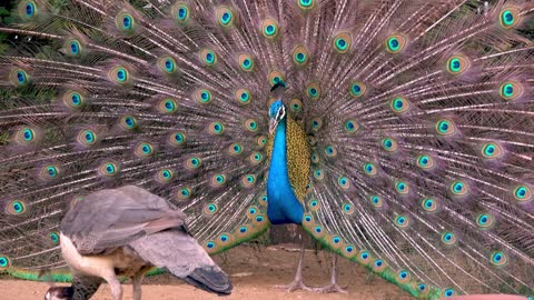 Peacock shows spectacularly colored plumage for the ladies