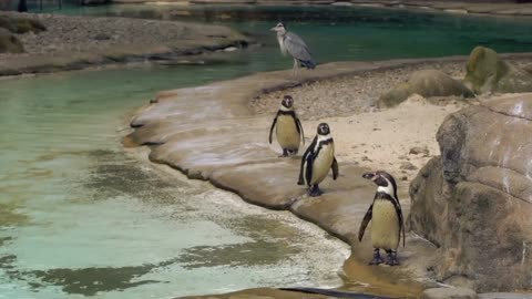 The penguins swam the river together