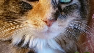 Catnip Catatonic Cat Alexa #2