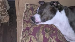 Dog yelling in his dreams with eyes open!