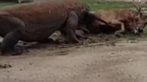 the ferocity of the Komodo dragon preys on the deer