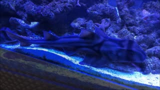 Port Jackson Shark