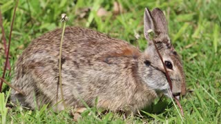 Rabbit Eating Dandelions