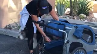 Big white dog crawls into blue stroller to be pushed