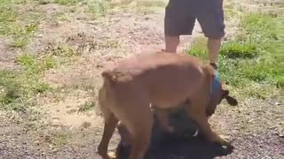 Boxer Protects Person from Shadow
