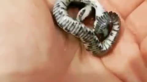 smallest snake in the world