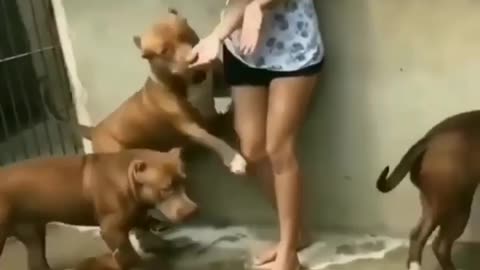 Dogs love towards girl amazed me