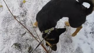 Puppy loves to wear branches