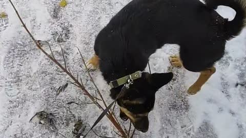 Puppy loves to wear branches