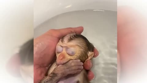Happy monkey sleeping in the shower - lovinganimals