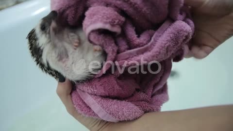 Have the guts to dry your pet hedgehog after you shower