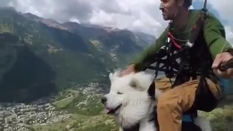 Samoyed Parachuting with his Owner