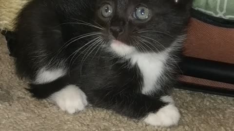 Tuxedo kitten tootsie