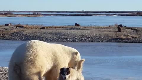 Bear pets this dog