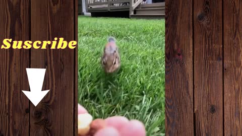 Greedy and gluttonous squirrel runs to eat