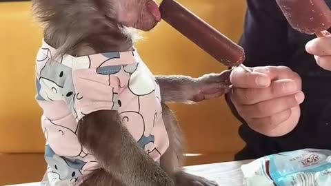 Little monkey sharing ice cream with the breeder