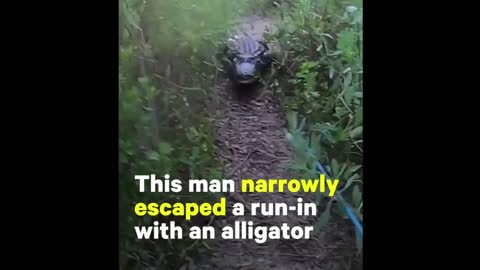 Fisherman encounters hungry alligator early in the morning