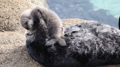 Momma Sea Otter and 1 Day Old Pup