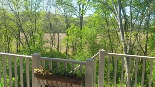 Springtime woods, view from our patio