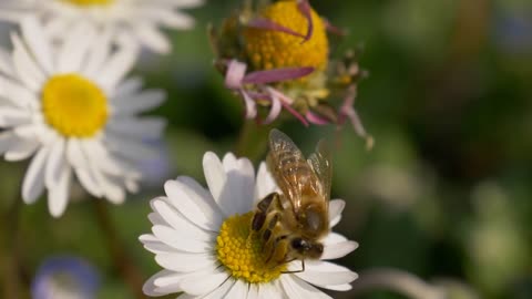 Honey Bee collecting nectar on a daisy. Selective focus shot with shallow depth of field