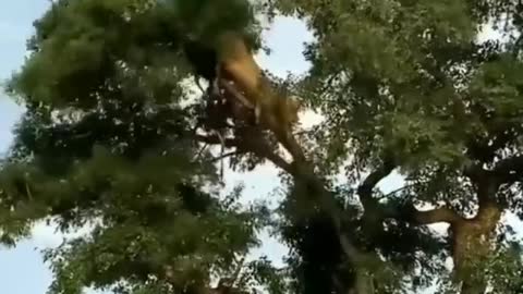 A Lion Climbs a tree in order to claim a leopard's meal