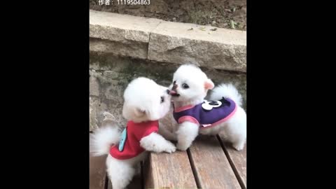 😍 Funny and Cute Pomeranian #1 😍 Perritos bebes lindos 🐱💗