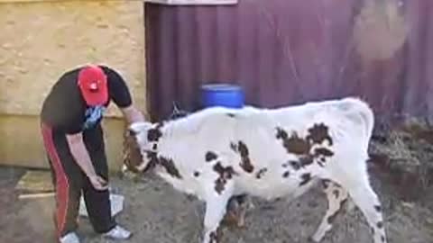 Cows Kiss better