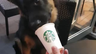 Adorable puppy stops off at starbucks for a midnight puppachino