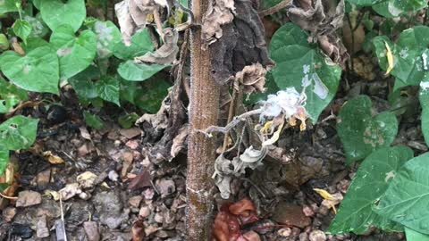 Life on a dead sunflower