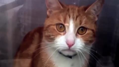 The World's Saddest Cat - Will Break Your Heart!