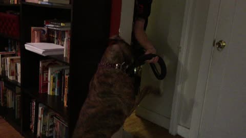 Dog vs. Vacuum