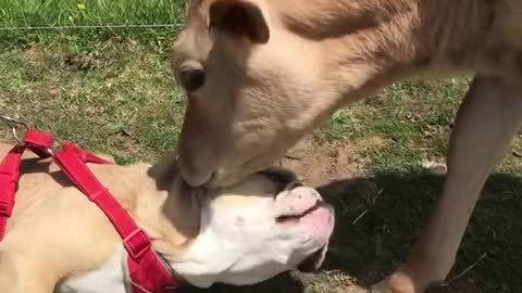 Truly heartwarming friendship between a bulldog and a calf