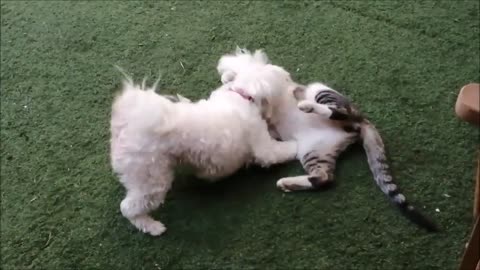 Puppy and kitten are best friends and are playing together