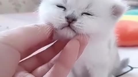 Cute kitten baby cat fuuny cat video