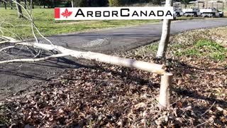 Arboriculture Canada Training and Education First Rumble Video Post