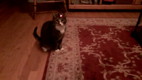 Cat chasing a Laser, with a twist!!