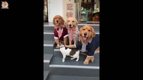 Very Adorable dogs