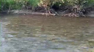 North Tongue Fly Fishing in Wyoming