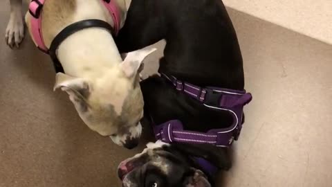 Pocket pittie meets frenchie