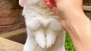 cute bunny with watermelon