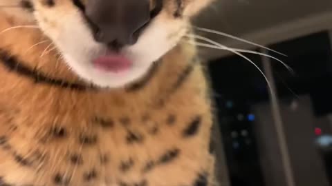 Serval hisses then meows