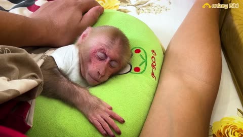 Monkey Bibi takes care of beautify to dad
