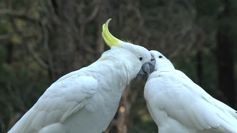 Big white parrot birds caress each other