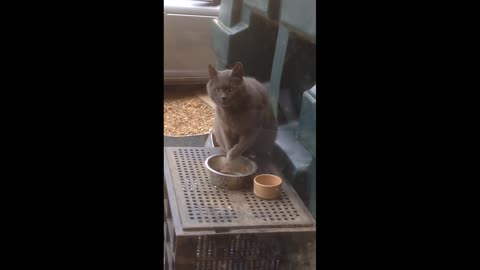 Funny cat eats food like a human