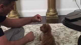 Brown puppy on white carpet reaches for treat and falls backward