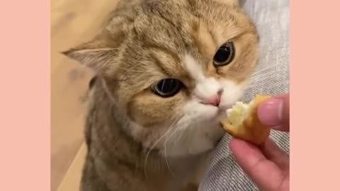 Cute kitten eats